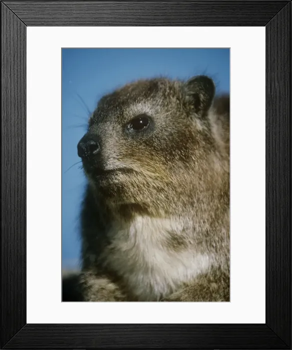 Framed Print : Rock Hyrax - close up of an adult Framed Print : Rock Hyrax - close up of an adult