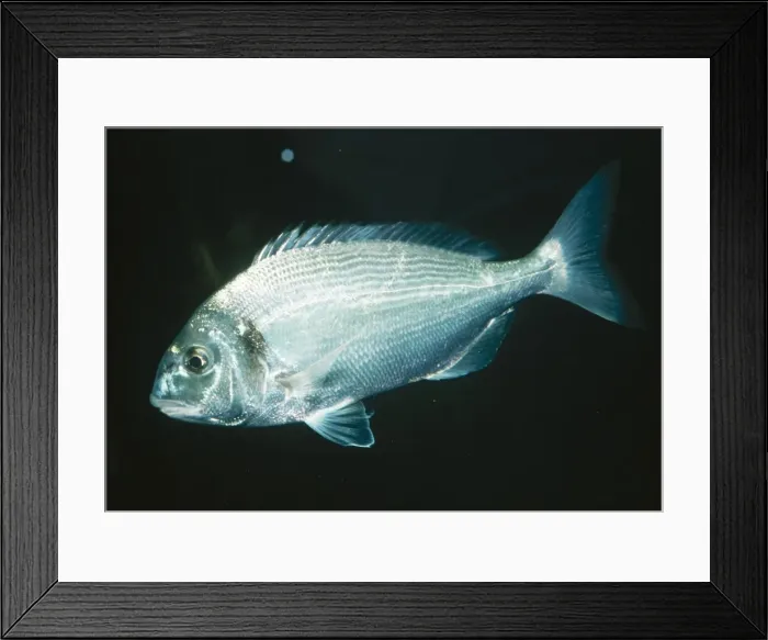 Framed Print : Gilthead Atlantic & Mediterranean Framed Print : Gilthead Atlantic & Mediterranean