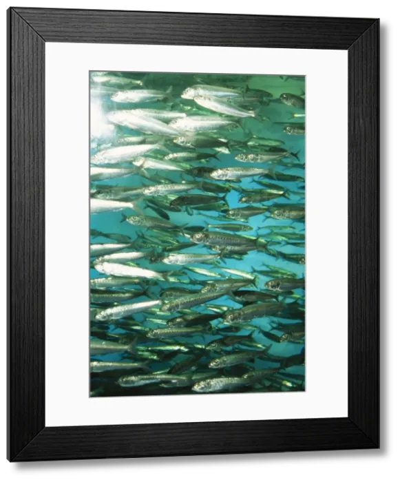 Framed Print : Spot Lined Sardine Japan Framed Print : Spot Lined Sardine Japan