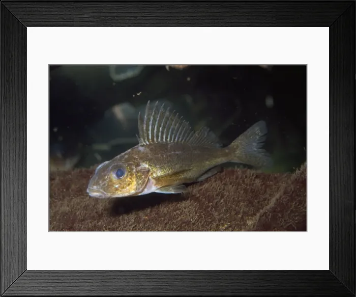 Framed Print : Ruffe / Pope Fish Framed Print : Ruffe / Pope Fish