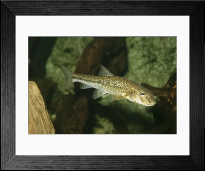 Framed Print : Gudgeon PM 9362 Europe fresh water Gobio gobio © Pat Morris / ARDEA LONDON Framed Print : Gudgeon PM 9362 Europe fresh water Gobio gobio © Pat Morris / ARDEA LONDON