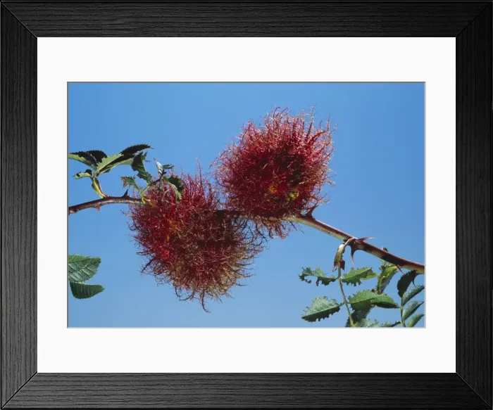 Framed Print : Wasp Gall - on Rose Robins pincushion Framed Print : Wasp Gall - on Rose Robins pincushion