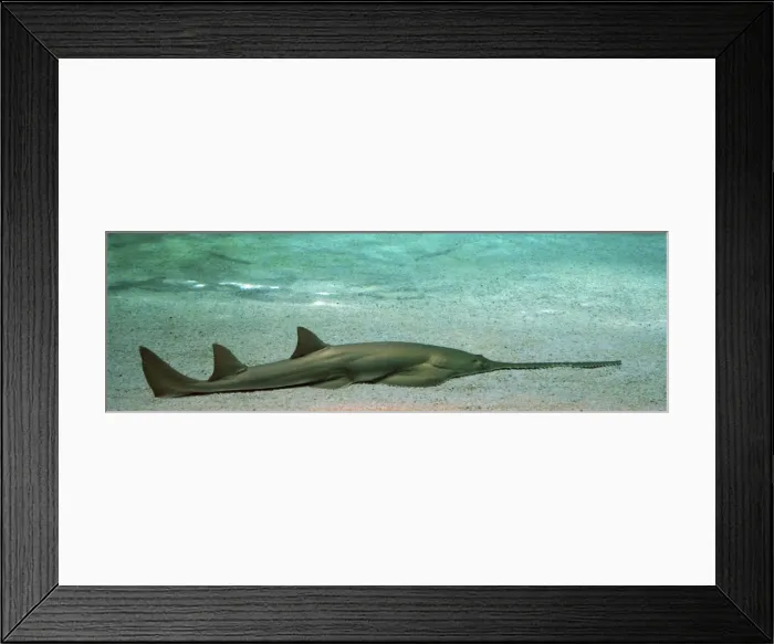 Framed Print : Sawfish- Mediterranean and Atlantic Framed Print : Sawfish- Mediterranean and Atlantic