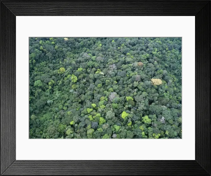 Framed Print : Rainforest PPG 1109 Guyana © Pascal Goetgheluck / ARDEA LONDON Framed Print : Rainforest PPG 1109 Guyana © Pascal Goetgheluck / ARDEA LONDON