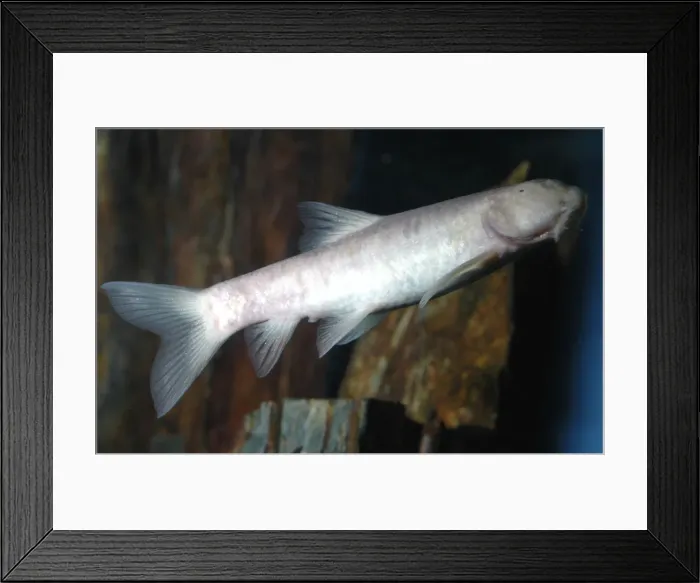 Framed Print : Blind cave fish Oman Framed Print : Blind cave fish Oman