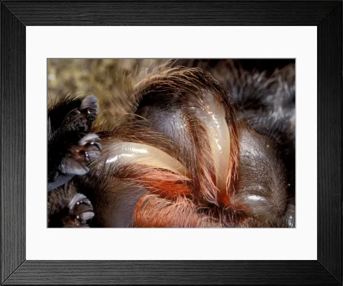 Framed Print : Chilean Rose Birdeating Tarantula Spider PPG 1445 Moulting c / u Grammostola roseus Formaely: Prixotrichus spatulata roseus © Pascal Goetgheluck / ARDEA LONDON Framed Print : Chilean Rose Birdeating Tarantula Spider PPG 1445 Moulting c / u Grammostola roseus Formaely: Prixotrichus spatulata roseus © Pascal Goetgheluck / ARDEA LONDON