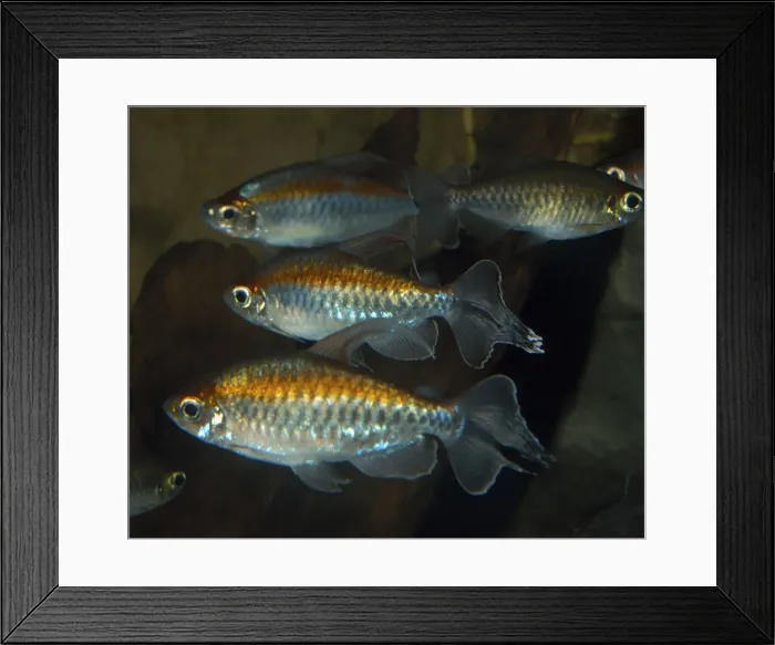 Framed Print : Congo tetra- R Congo Basin, Africa Framed Print : Congo tetra- R Congo Basin, Africa