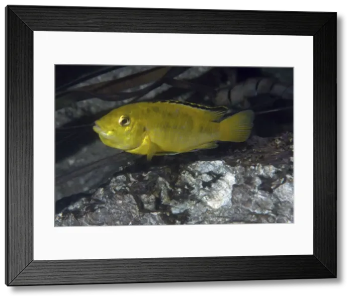 Framed Print : Lake Malawi Cichlid Framed Print : Lake Malawi Cichlid