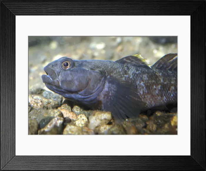 Framed Print : Rock goby, coastal Europe & Mediterranean Framed Print : Rock goby, coastal Europe & Mediterranean