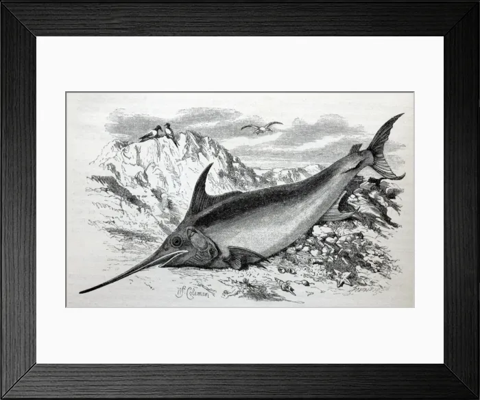 Framed Print : Black & White Illustration: Swordfish from Wood 1863 Framed Print : Black & White Illustration: Swordfish from Wood 1863