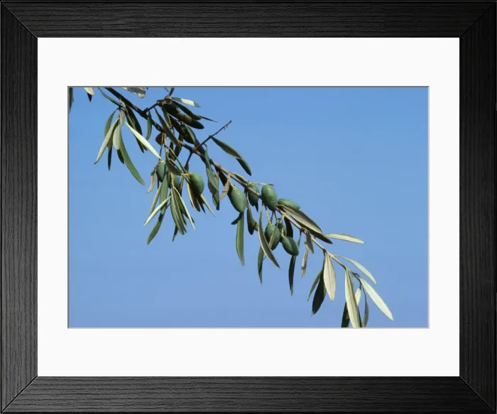 Framed Print : Olive branch Framed Print : Olive branch