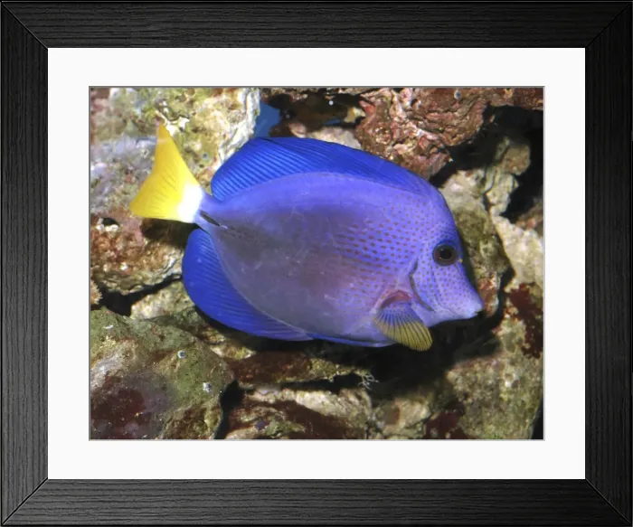 Framed Print : Emperor tang Indian Ocean Framed Print : Emperor tang Indian Ocean