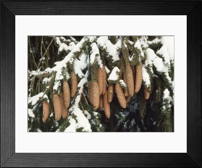 Framed Print : Norway Spruce Framed Print : Norway Spruce