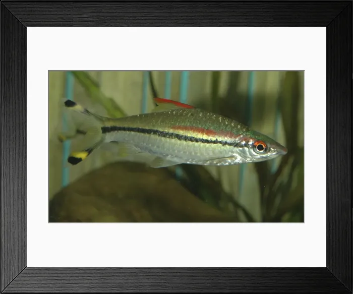 Framed Print : Red line torpedo barb Framed Print : Red line torpedo barb