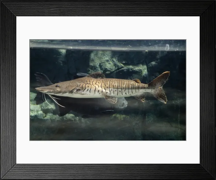 Framed Print : Tiger Catfish South America Framed Print : Tiger Catfish South America