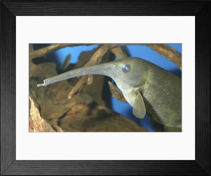 Framed Print : Downpoker electric fish freshwater, Africa Framed Print : Downpoker electric fish freshwater, Africa