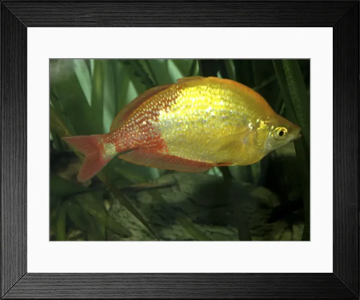 Framed Print : Red rainbowfish fresh waters, New Guinea Framed Print : Red rainbowfish fresh waters, New Guinea