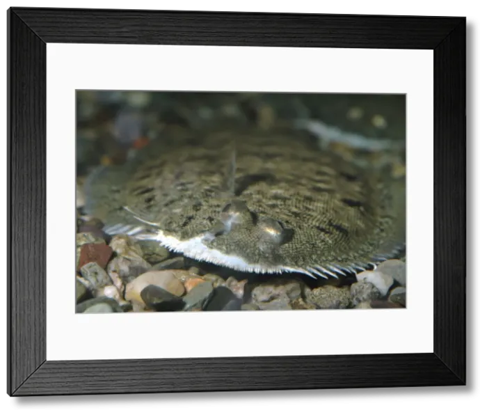 Framed Print : Dover / Common Sole - coastal NW Europe & Med Framed Print : Dover / Common Sole - coastal NW Europe & Med