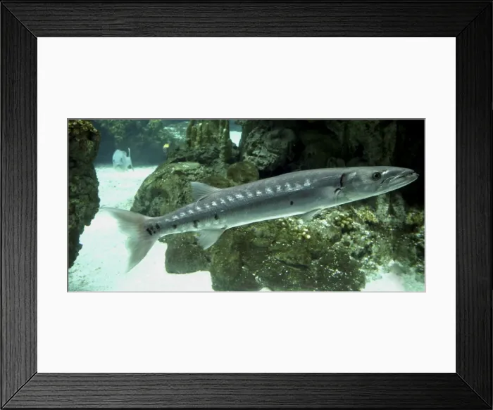 Framed Print : Barracuda- Mediterranean and tropical Atlantic Framed Print : Barracuda- Mediterranean and tropical Atlantic