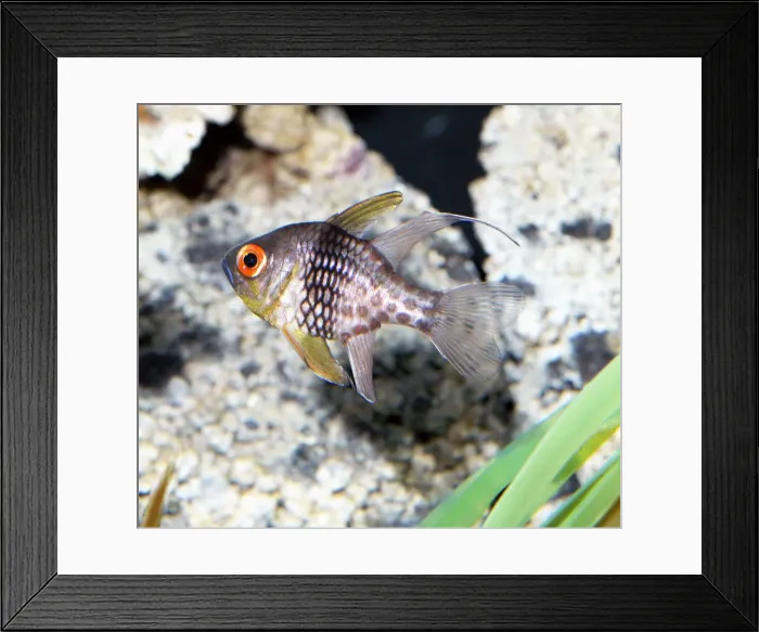 Framed Print : Cardinal fish, Indo Pacific Framed Print : Cardinal fish, Indo Pacific
