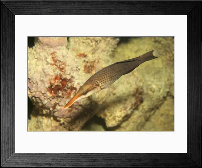 Framed Print : Birdmouth / Bird Wrasse Fish - Indian Ocean Framed Print : Birdmouth / Bird Wrasse Fish - Indian Ocean
