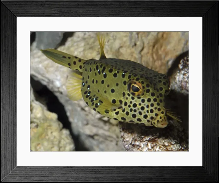 Framed Print : Box fish- tropical marine, Indian Ocean Framed Print : Box fish- tropical marine, Indian Ocean