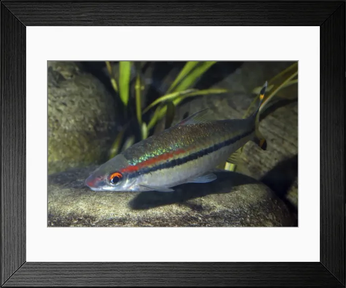Framed Print : Red Line Torpedo Barb, South India Framed Print : Red Line Torpedo Barb, South India