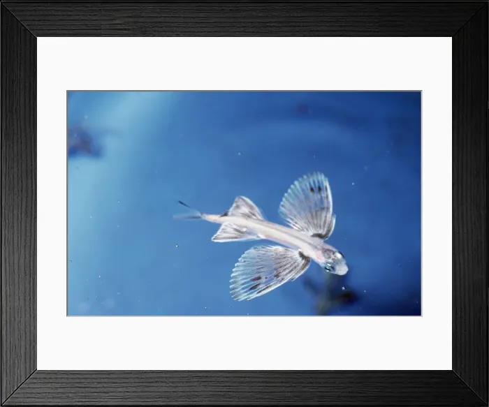 Framed Print : Japanese Flying Fish Framed Print : Japanese Flying Fish