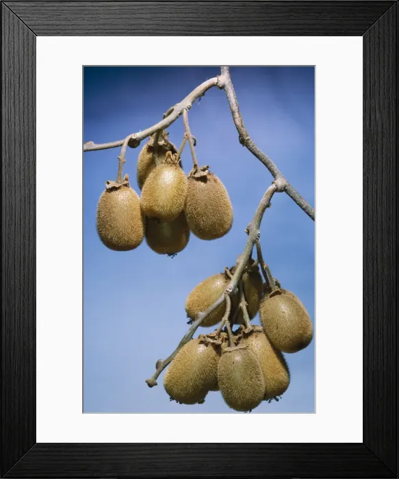 Framed Print : Kiwi Fruit Framed Print : Kiwi Fruit