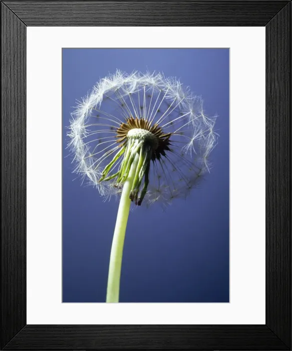 Framed Print : Dandelion. PPG-1054. DANDELION - SINGLE CLOCK Framed Print : Dandelion. PPG-1054. DANDELION - SINGLE CLOCK