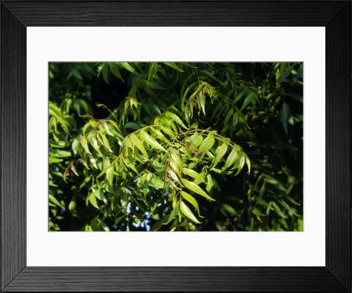 Framed Print : Neem Tree - leaves Framed Print : Neem Tree - leaves