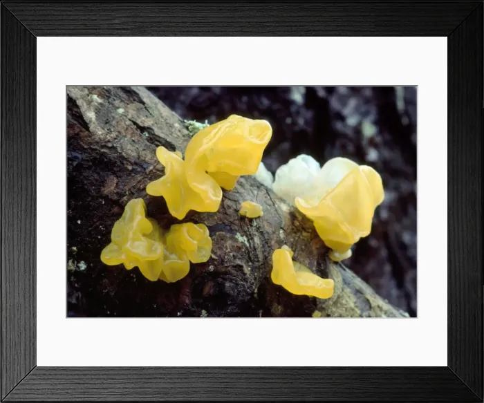 Framed Print : Yellow Brain / Jelly / Witch's Butter Fungi Framed Print : Yellow Brain / Jelly / Witch's Butter Fungi