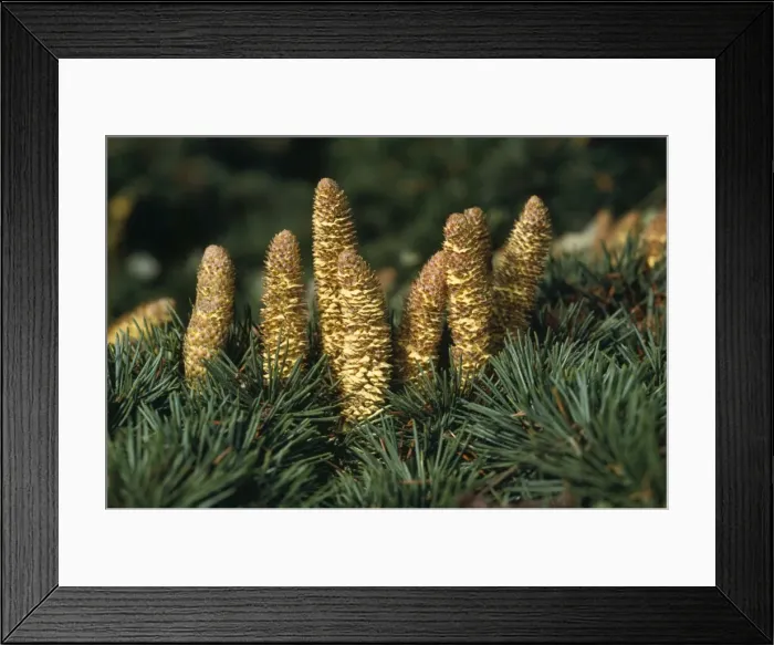 Framed Print : Lebanon Cedar - Cones shedding pollen Framed Print : Lebanon Cedar - Cones shedding pollen