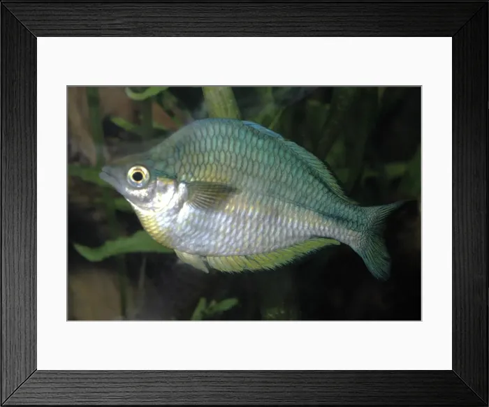 Framed Print : Rainbowfish - Lake Kutubu, New Guinea Framed Print : Rainbowfish - Lake Kutubu, New Guinea