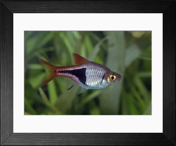 Framed Print : Harlequin fish- FW Malaysia, Sumatra Framed Print : Harlequin fish- FW Malaysia, Sumatra