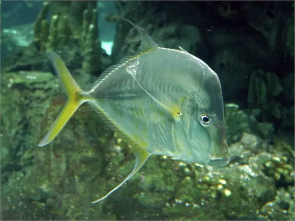 Lookdown Fish - central Atlantic