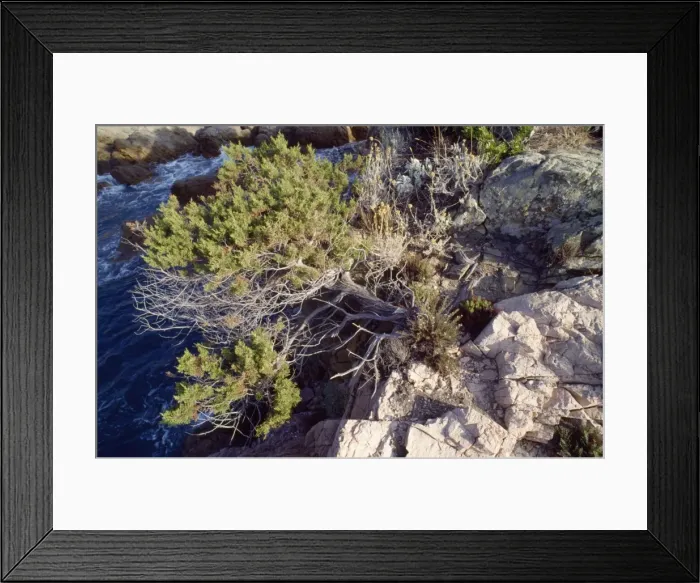 Framed Print : Juniper Corsica Framed Print : Juniper Corsica
