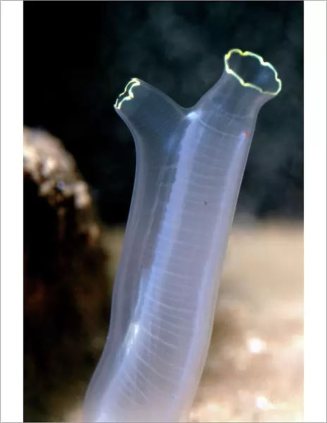 Tunicate sea squirt, N Atlantic
