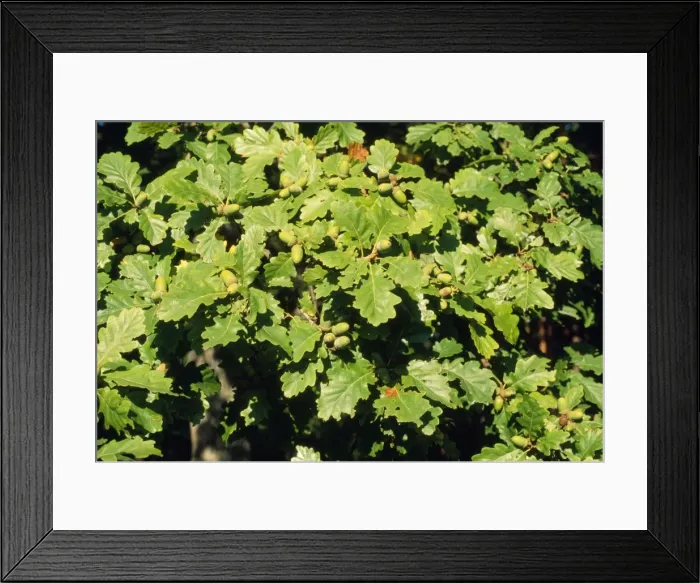 Framed Print : Sessile Oak - leaves Framed Print : Sessile Oak - leaves