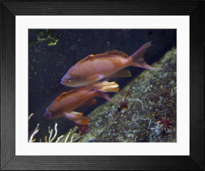 Framed Print : Swallow tailed seaperch- Mediterranean