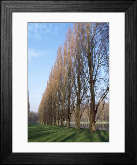 Framed Print : Black Poplar - avenue of trees Framed Print : Black Poplar - avenue of trees
