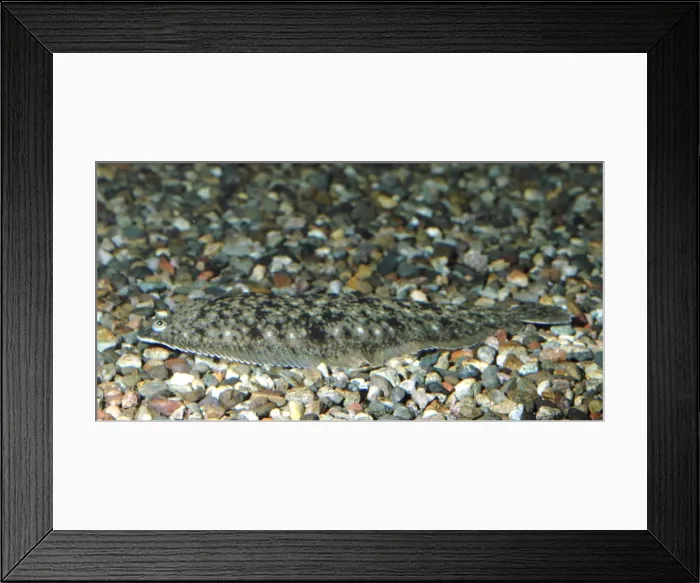 Framed Print : Dover / Common Sole - coastal NW Europe & Med Framed Print : Dover / Common Sole - coastal NW Europe & Med