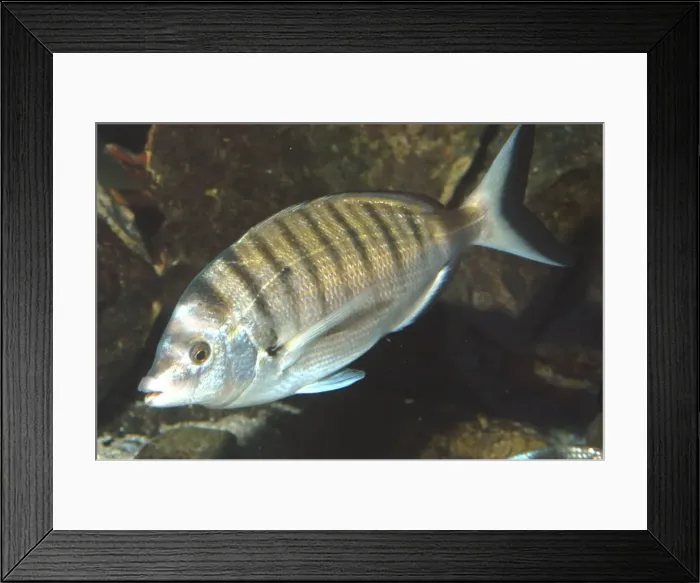 Framed Print : Sheeps head / Sharp Snouted Sea Bream- Mediterranean Framed Print : Sheeps head / Sharp Snouted Sea Bream- Mediterranean