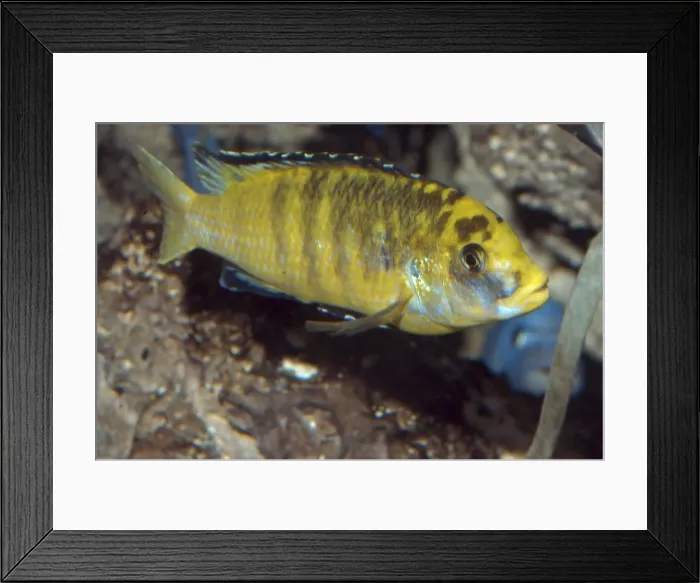 Framed Print : Lake Malawi Cichlid Framed Print : Lake Malawi Cichlid