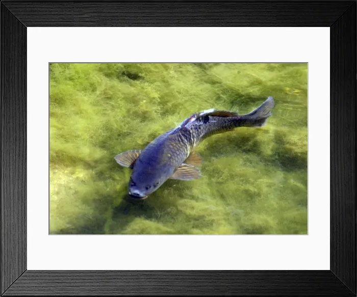 Framed Print : Carp among blanket weed Framed Print : Carp among blanket weed