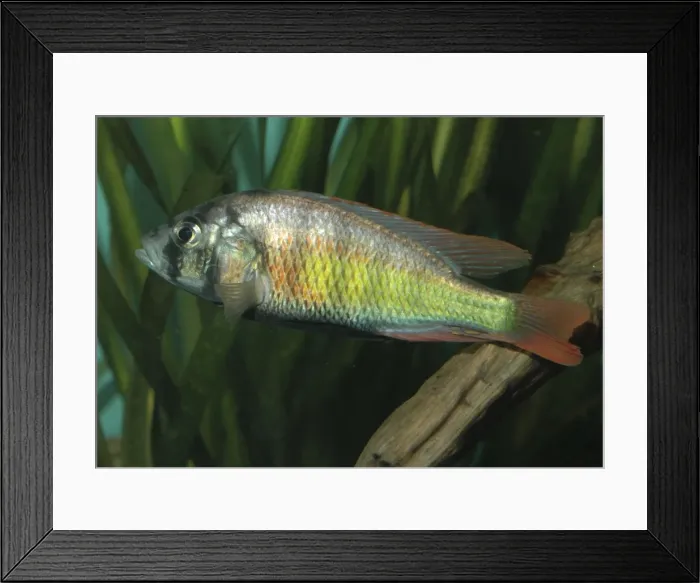 Framed Print : Lake Victoria cichlid - extinct in the wild Africa Framed Print : Lake Victoria cichlid - extinct in the wild Africa