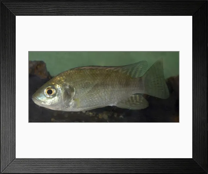 Framed Print : Oreochromis (Tilapia) niloticus Lake Victoria, Uganda, Africa Framed Print : Oreochromis (Tilapia) niloticus Lake Victoria, Uganda, Africa