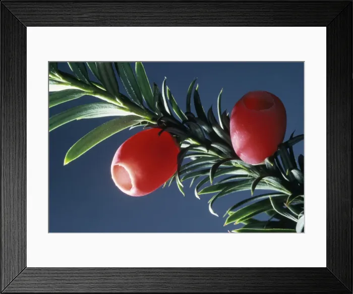 Framed Print : PPG-140. PPG-1140. YEW BERRIES - C / U. Taxus baccata Framed Print : PPG-140. PPG-1140. YEW BERRIES - C / U. Taxus baccata