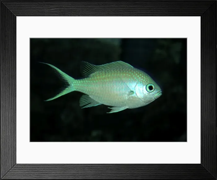 Framed Print : Blue Damselfish- Indo-Pacific Framed Print : Blue Damselfish- Indo-Pacific