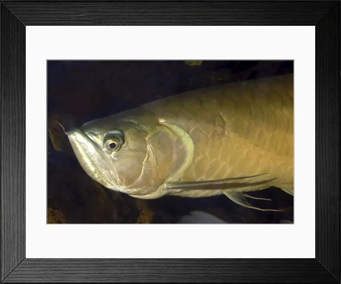 Framed Print : Arawana Fish Framed Print : Arawana Fish